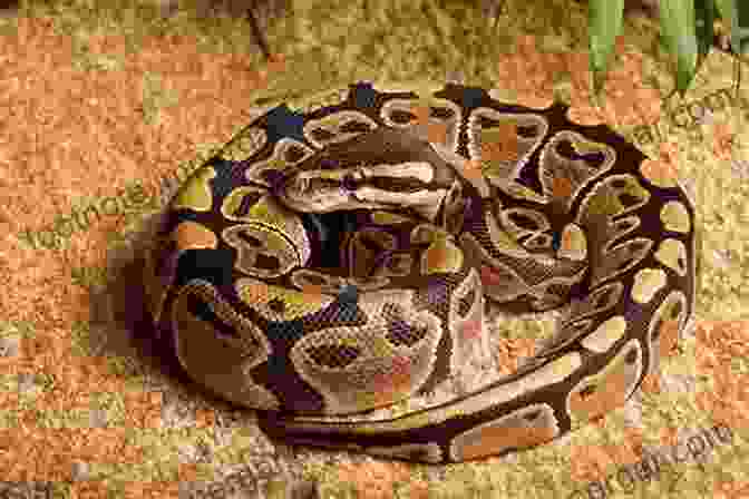 A Ball Python Coiled Up On A Rock Ball Pythons (Complete Herp Care)