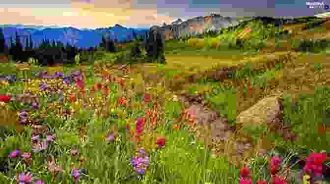 A Breathtaking Meadow Filled With Wildflowers, Trees, And A Winding Stream. The Meadow James Galvin