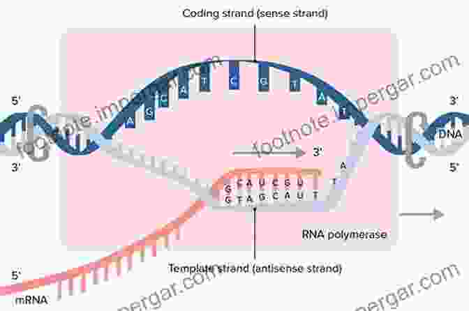 A Diagram Illustrating The Transition From The RNA World To The DNA World. From Dust To Life: The Origin And Evolution Of Our Solar System