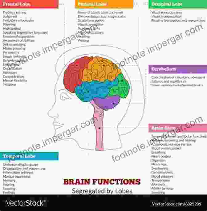 A Diagram Of The Human Brain, Highlighting The Higher Brain Functions That Can Be Activated Through Specific Techniques And Practices. A Beginner S Guide To Immortality: Extraordinary People Alien Brains And Quantum Resurrection