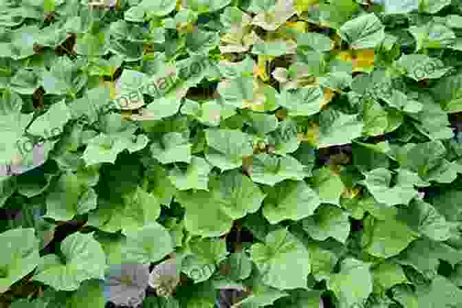 A Field Of Lush Sweet Potato Vines Sweet Potato Insurance Standards Handbook 2024 And Succeeding Crop Years (FCIC 20140U)