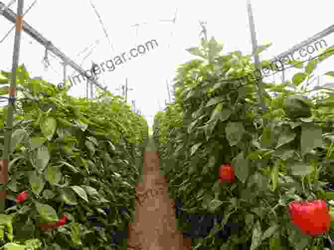 A Greenhouse Filled With Colorful Capsicums, Showcasing Their Vibrant Hues And Glossy Skin. GREENHOUSE TOMATO AND CAPSICUM PRODUCTION IN THE TROPICS: A DEFINITIVE AND PRACTICAL GUIDE FOR AGROPRENEURS