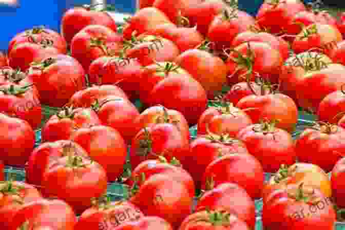 A Group Of Freshly Harvested Tomatoes, Displaying Their Uniform Size, Shape, And Bright Redness. GREENHOUSE TOMATO AND CAPSICUM PRODUCTION IN THE TROPICS: A DEFINITIVE AND PRACTICAL GUIDE FOR AGROPRENEURS