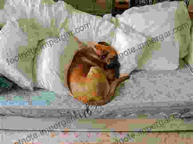 A Heartwarming Photograph Of A Dog Curled Up On A Couch With Its Human Companion, A Gentle Expression Of Love And Contentment Etched On Their Faces. Dogs At Home Marianne Cotterill