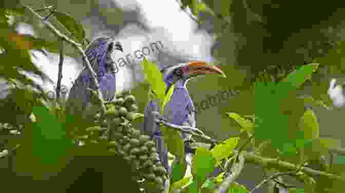 A Hornbill Soaring Through The Rainforest Canopy Facts About The Hornbill (A Picture For Kids 67)