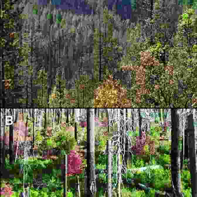 A Panoramic View Of A Forest Landscape After A Mixed Severity Fire, Showcasing The Diverse Range Of Fire Intensities And Their Ecological Effects. The Ecological Importance Of Mixed Severity Fires: Nature S Phoenix