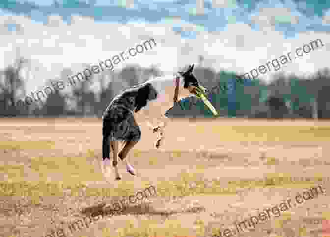 A Playful Photograph Of A Dog Leaping With Joy In A Field, Its Tail Wagging Furiously, Surrounded By Blooming Daisies. Dogs At Home Marianne Cotterill