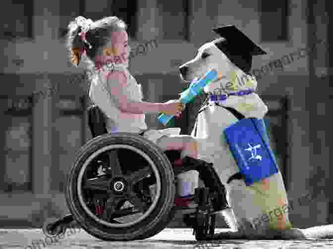 A Poignant Photograph Of A Dog Lying Beside A Person In A Wheelchair, Offering Comfort And Companionship With A Gentle Gaze And A Warm Smile. Dogs At Home Marianne Cotterill