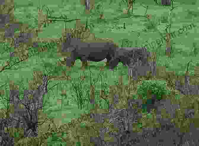 A Rhino Keeper Patrols The Reserve, Keeping A Watchful Eye For Poachers The Rhino Keepers: Struggle For Survival