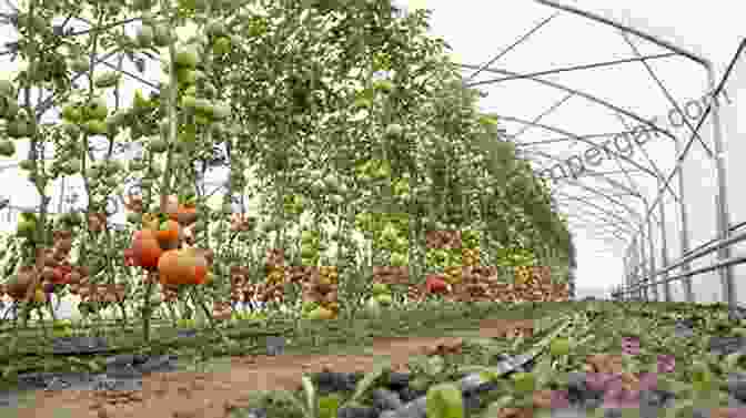 A Vibrant Greenhouse Filled With Rows Of Healthy Tomato Plants Bearing Bountiful Fruit. GREENHOUSE TOMATO AND CAPSICUM PRODUCTION IN THE TROPICS: A DEFINITIVE AND PRACTICAL GUIDE FOR AGROPRENEURS