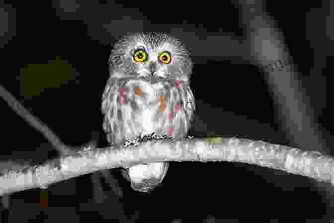 A Wide Eyed Owl Perched On A Branch, Its Piercing Gaze Scanning The Darkness. Among The Night People Clara Dillingham Pierson