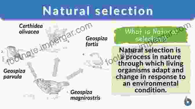 An Illustration Depicting The Process Of Natural Selection, Where Advantageous Variations Become More Prevalent In A Population Over Time. From Dust To Life: The Origin And Evolution Of Our Solar System