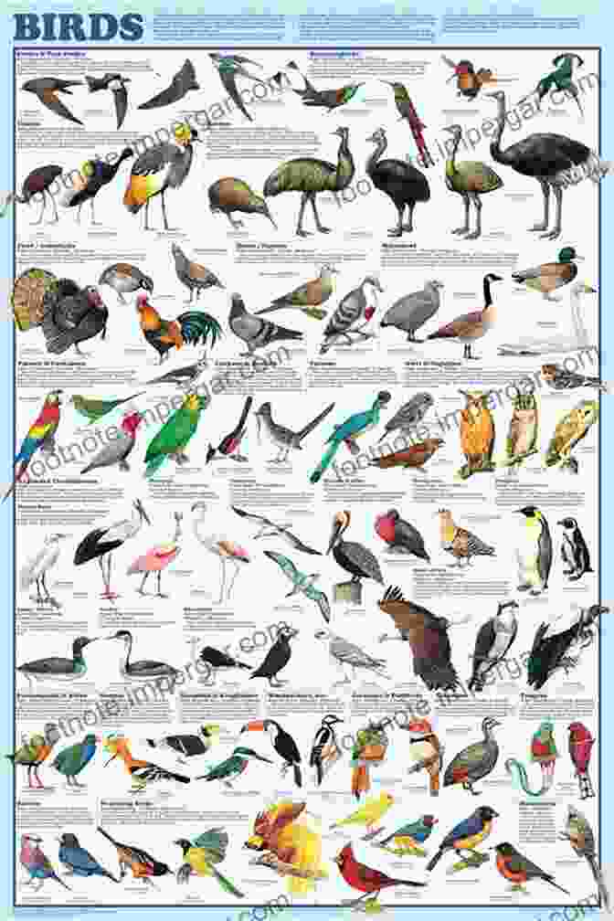 Chart Showing Different Bird Species And Their Characteristics The Complete Birds Of The World: Every Species Illustrated: The Ultimate Reference For Birdwatchers And Bird Lovers