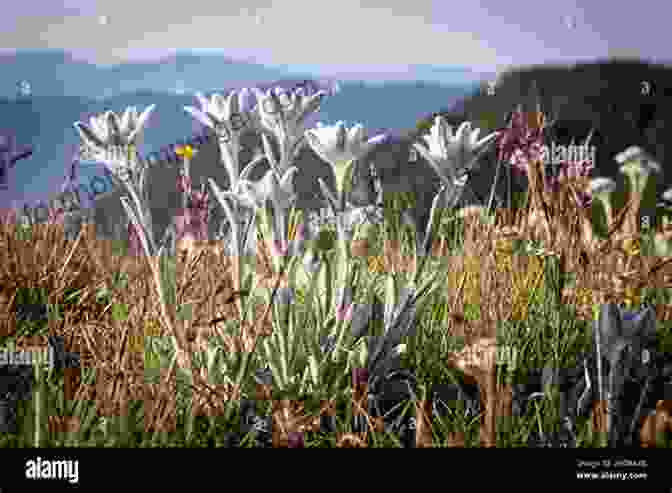 Close Up Of A Blooming Edelweiss Flower Against A Backdrop Of Towering Mountains. The Alps Jackie Speicher