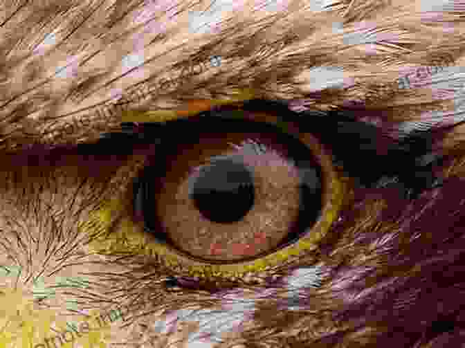 Close Up Of An Eagle's Piercing Gaze Eye To Eye With Eagles Hawks And Falcons