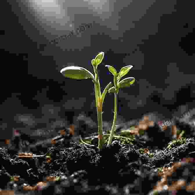 Delicate Tree Seedling Emerging From Soil The Tree: A Natural History Of What Trees Are How They Live And Why They Matter