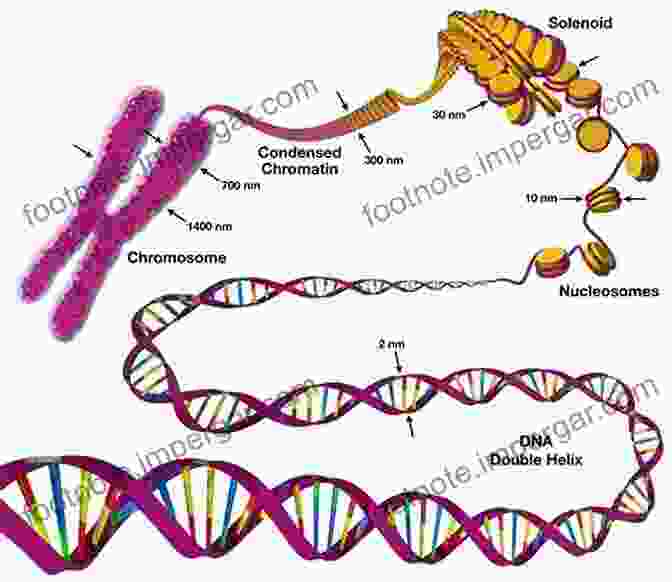 Detailed Illustration Of Plant Genome Structure And Chromosome Organization Plant Cytogenetics: Genome Structure And Chromosome Function (Plant Genetics And Genomics: Crops And Models 4)