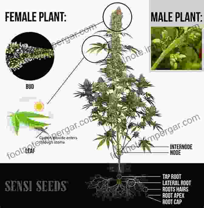 Diagram Of Cannabis Plant Anatomy Marijuana Growing: How To Grow Cannabis Marijuana Dispensary Marijuana Buds Marijuana Seeds Medical Cannabis Marijuana Legalization