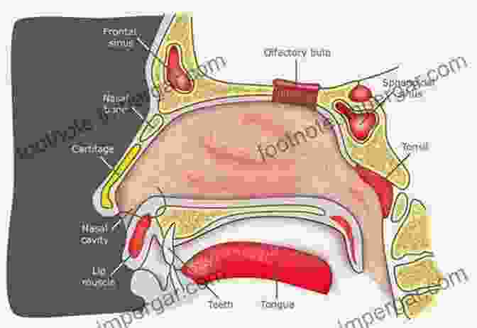 Diagram Of The Human Nose, Highlighting Its Complex Anatomical Structures. Clinical And Biomedical Engineering In The Human Nose: A Computational Fluid Dynamics Approach (Biological And Medical Physics Biomedical Engineering)