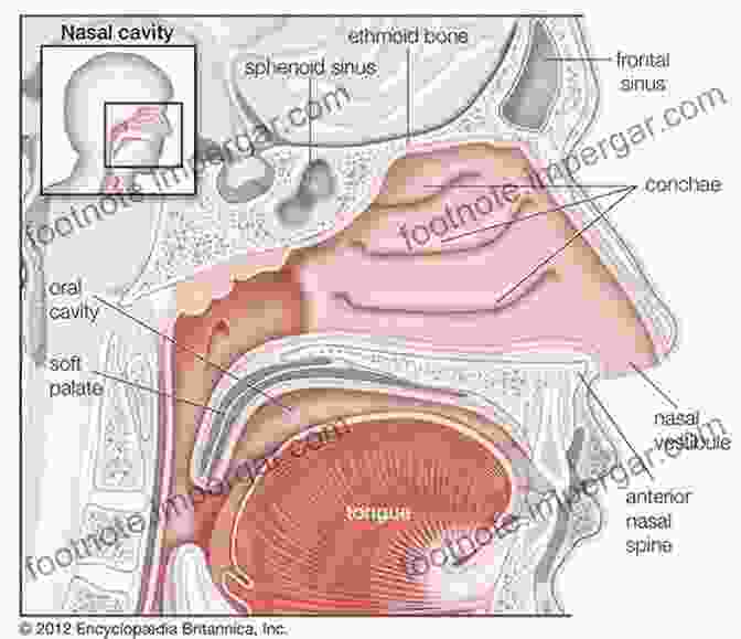 Endoscopic Image Of The Nasal Cavity, Showcasing Its Intricate Mucosal Lining And Underlying Structures. Clinical And Biomedical Engineering In The Human Nose: A Computational Fluid Dynamics Approach (Biological And Medical Physics Biomedical Engineering)