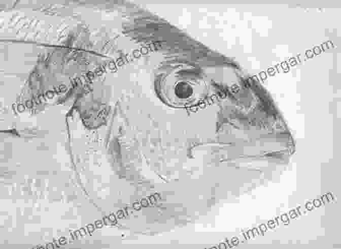 Examples Of Completed Fish Drawings Created By Children Using The Book Mommy Help Me Draw Fish