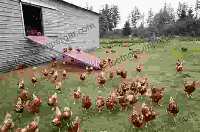 Free Range Chickens Enjoying The Outdoors The Complete Guide To Small Scale Farming: Everything You Need To Know About Raising Beef Cattle Rabbits Ducks And Other Small Animals (Back To Basics Farming)