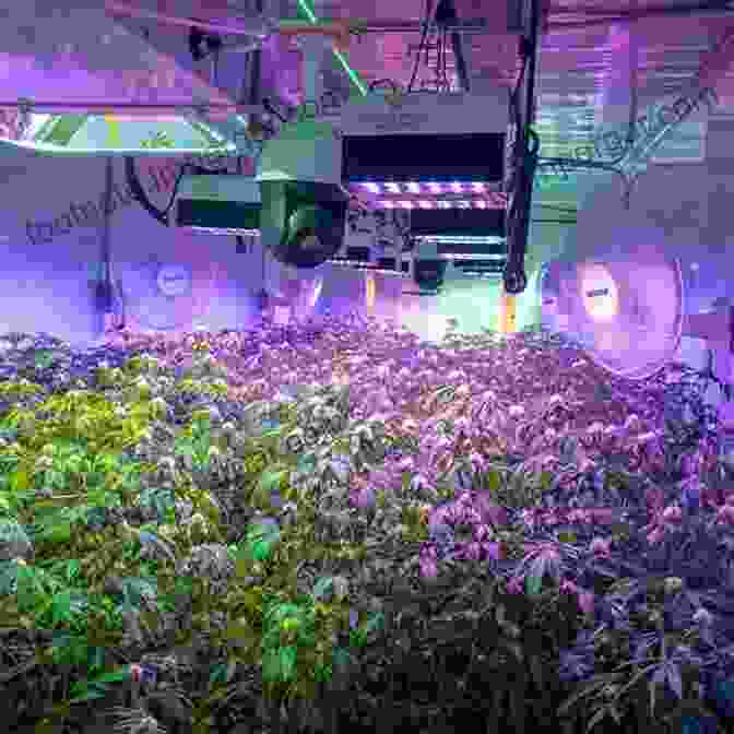 Image Of A Cannabis Grow Room With Lights, Ventilation, And Nutrients Marijuana Growing: How To Grow Cannabis Marijuana Dispensary Marijuana Buds Marijuana Seeds Medical Cannabis Marijuana Legalization