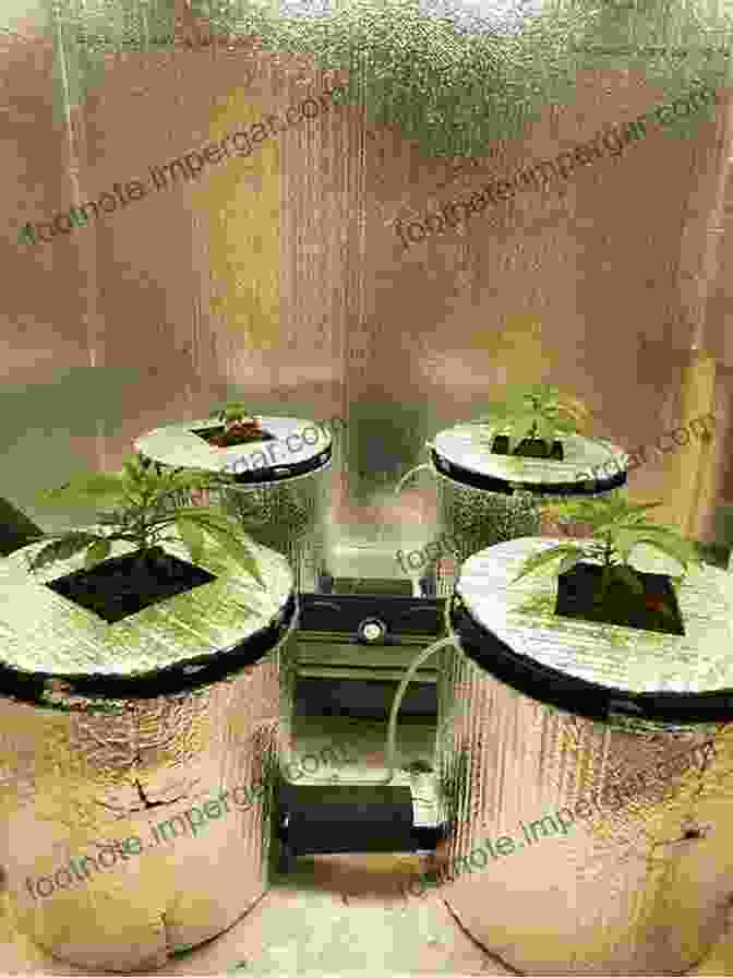 Image Of A Cannabis Grower Using A CO2 Enrichment System Marijuana Growing: How To Grow Cannabis Marijuana Dispensary Marijuana Buds Marijuana Seeds Medical Cannabis Marijuana Legalization