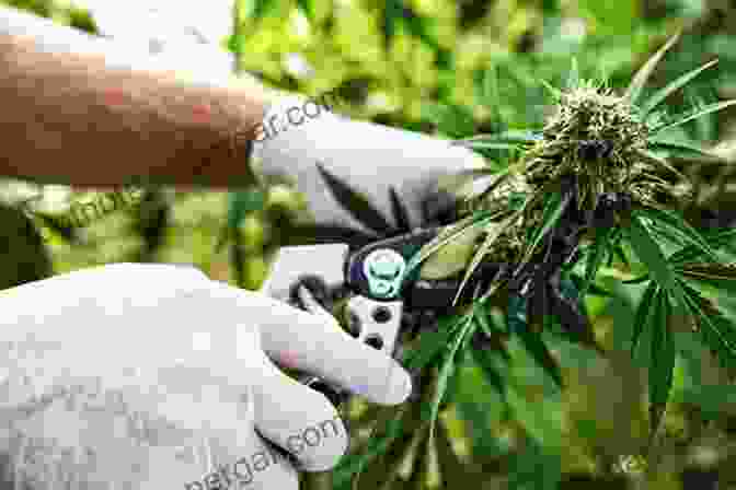 Image Of A Cannabis Plant Being Harvested Marijuana Growing: How To Grow Cannabis Marijuana Dispensary Marijuana Buds Marijuana Seeds Medical Cannabis Marijuana Legalization