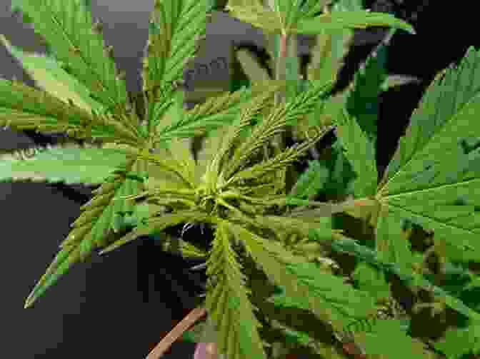 Image Of A Cannabis Plant In Its Flowering Stage With Large, Dense Buds Marijuana Growing: How To Grow Cannabis Marijuana Dispensary Marijuana Buds Marijuana Seeds Medical Cannabis Marijuana Legalization