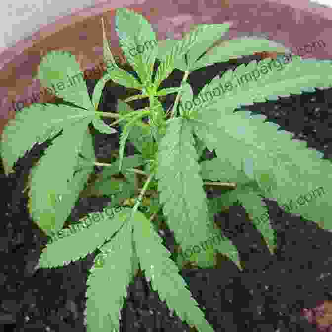 Image Of A Cannabis Plant In Its Vegetative Growth Stage Marijuana Growing: How To Grow Cannabis Marijuana Dispensary Marijuana Buds Marijuana Seeds Medical Cannabis Marijuana Legalization