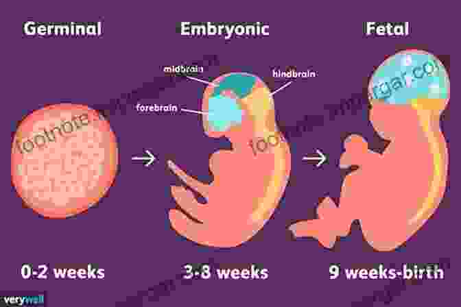 Image Of A Fetus In The Womb, Highlighting The Key Physiological Systems Maternal Fetal Neonatal Physiology E Book: A Clinical Perspective (Maternal Fetal And Neonatal Physiology)