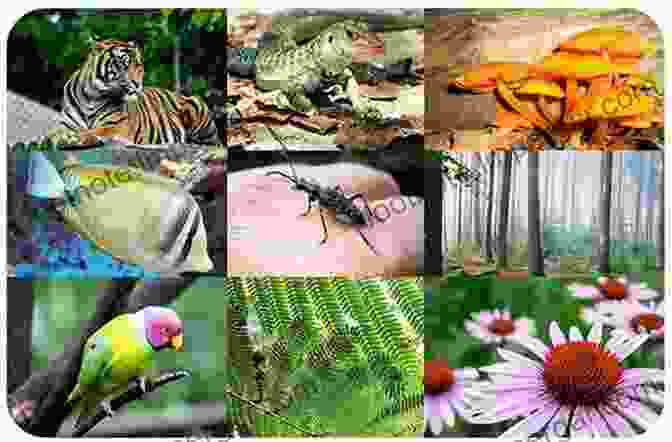 Image Of A Vibrant Ecosystem, Showcasing The Diversity Of Flora, Fauna, And Their Interactions. The Colobines: Natural History Behaviour And Ecological Diversity (Cambridge Studies In Biological And Evolutionary Anthropology)