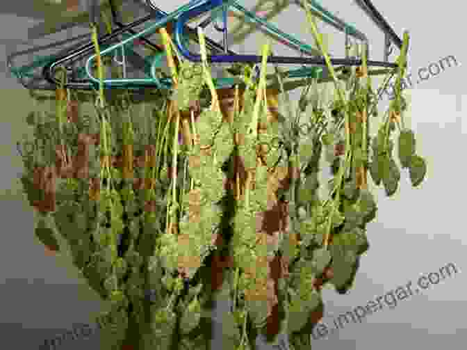 Image Of Cannabis Buds Being Hung To Dry Marijuana Growing: How To Grow Cannabis Marijuana Dispensary Marijuana Buds Marijuana Seeds Medical Cannabis Marijuana Legalization