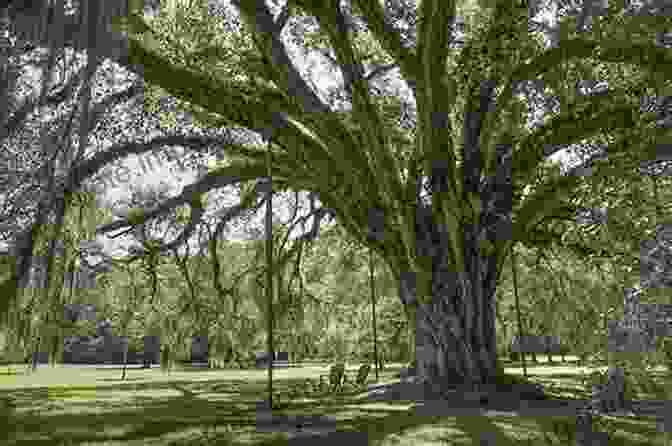 Majestic Oak Tree Towering In Verdant Forest The Tree: A Natural History Of What Trees Are How They Live And Why They Matter