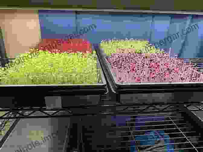 Microgreens Growing In Trays Under Grow Lights, Ready For Harvest Growing Microgreens For Profit Craig Wallin