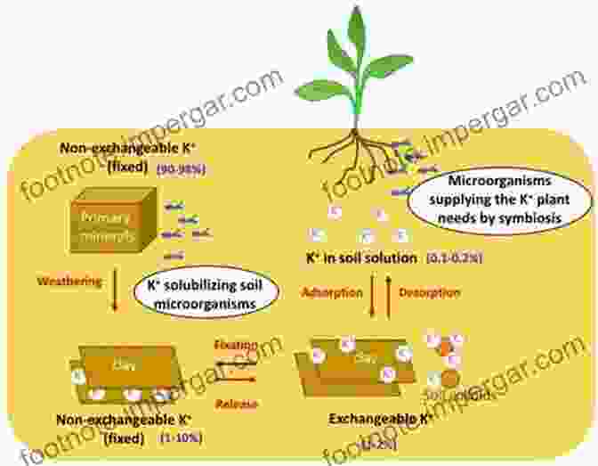 Microorganisms Play A Vital Role In Soil Phosphorus Cycling, Releasing Inorganic Phosphorus That Can Be Taken Up By Plants. Phosphorus In Action: Biological Processes In Soil Phosphorus Cycling (Soil Biology 26)