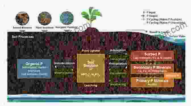 Plants Take Up Phosphorus From The Soil In The Form Of Inorganic Phosphate Ions. Phosphorus In Action: Biological Processes In Soil Phosphorus Cycling (Soil Biology 26)