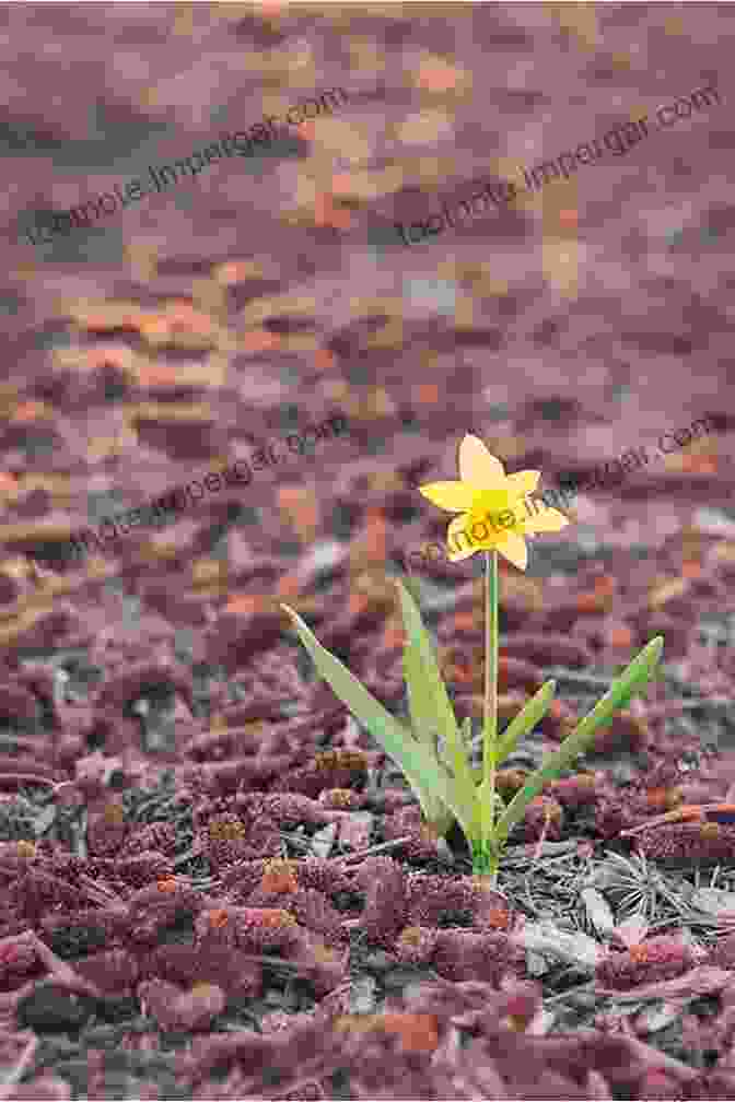 The Cover Of The Book 'The Flower That Stood Alone', Featuring A Single Flower Blooming In A Desolate Landscape The Flower That Stood Alone: Memoirs