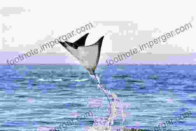 Two Manta Rays Leaping Out Of The Water With Their Broad Wing Like Fins Extended Guide To The Manta And Devil Rays Of The World (Wild Nature Press)