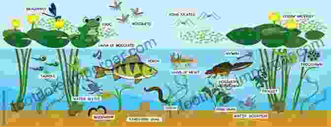 Vibrant Pond Habitat Teeming With Diverse Aquatic Life Life In The Pond (Habitats Around The World)