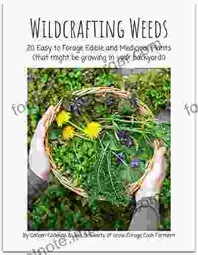 Wildcrafting Weeds: 20 Easy To Forage Edible And Medicinal Plants (that Might Be Growing In Your Backyard )