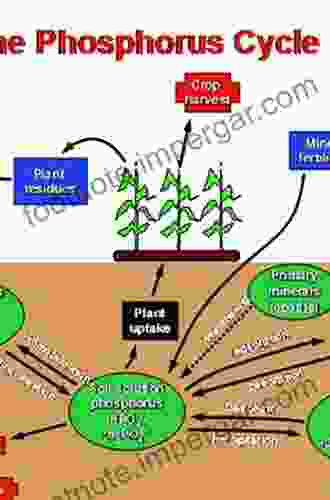 Phosphorus In Action: Biological Processes In Soil Phosphorus Cycling (Soil Biology 26)